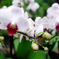 orkide yetiştirmek