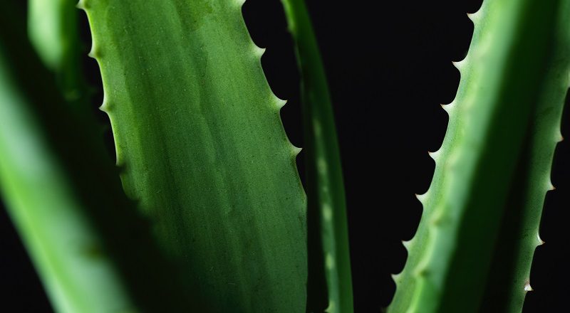 aloe vera yenir mi