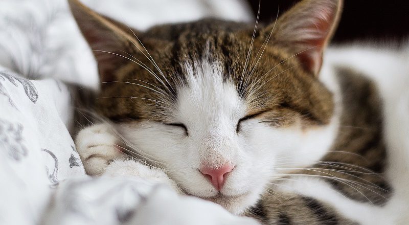kediler kaç saat uyur