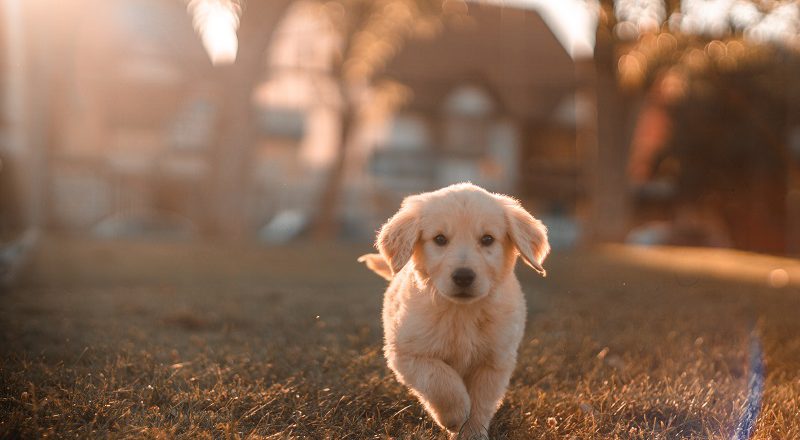 köpekler neden titrer