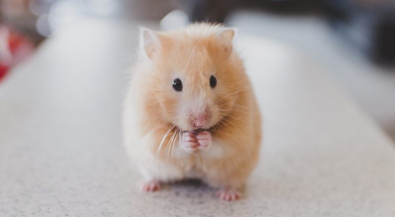 hamster nasıl bakılır